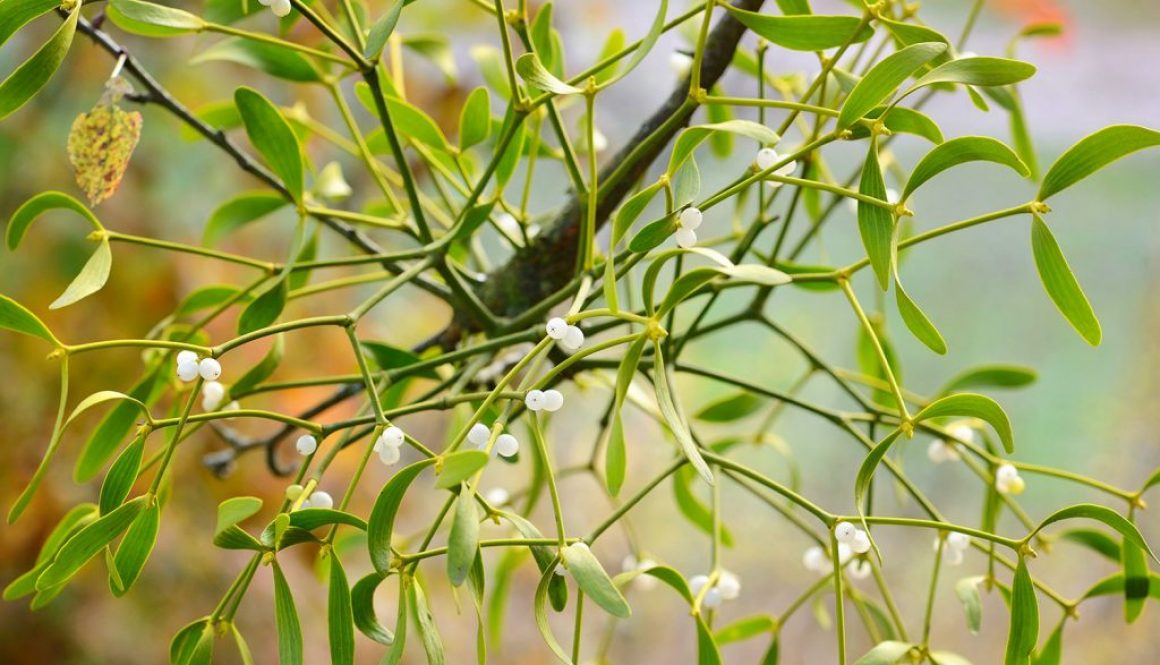 Mistletoe in Cancer Care