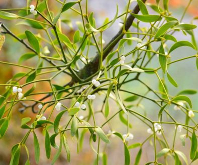Mistletoe in Cancer Care