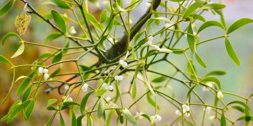 Mistletoe in Cancer Care