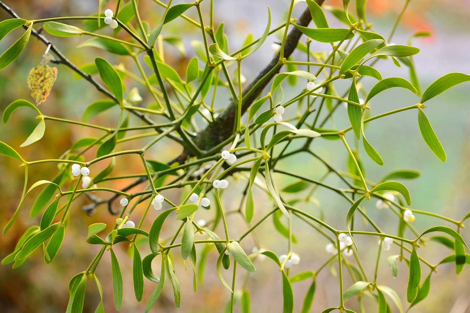 Mistletoe in Cancer Care