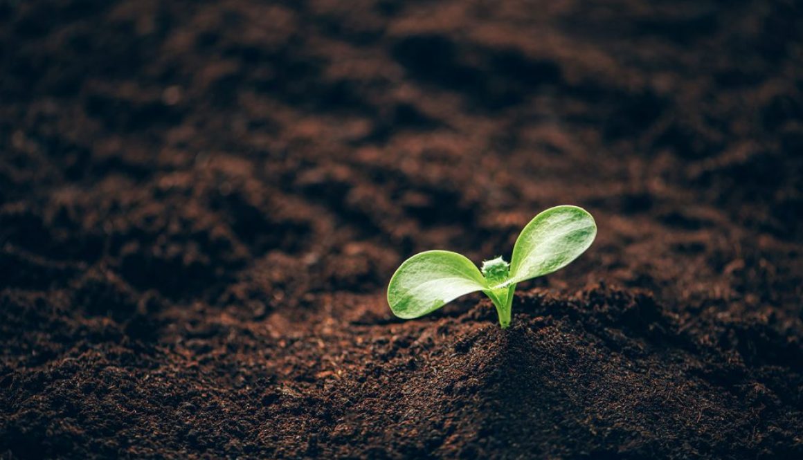 The Vital Connection: Soil → Plants → Human Health