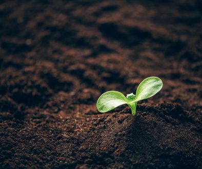 The Vital Connection: Soil → Plants → Human Health