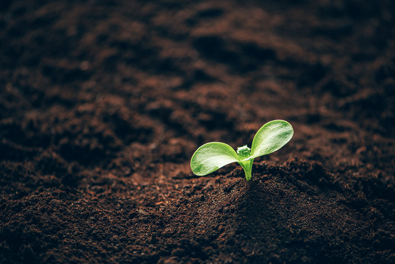 The Vital Connection: Soil → Plants → Human Health